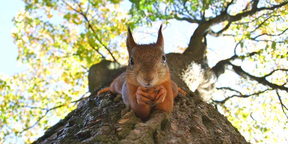 Rote Eichhörnchen sind in London selten geworden © Kylli Kittus / Unsplash